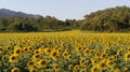 Blooming field of Sunflower