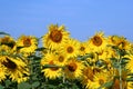Sunflower field III Royalty Free Stock Photo