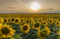 Sunflower field illuminated by the rays of the setting sun against the sunset Royalty Free Stock Photo