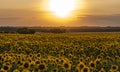 Sunflower field illuminated by the rays of the setting sun against the sunset Royalty Free Stock Photo