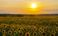 Sunflower field illuminated by the rays of the setting sun against the sunset Royalty Free Stock Photo