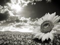 Sunflower field image Royalty Free Stock Photo