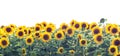 Sunflower Royalty Free Stock Photo