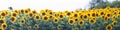 Sunflower Royalty Free Stock Photo