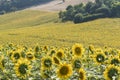 Sunflower field italy