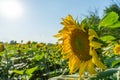 Sunflower field in july. Abundance yellow flower production for farming. Rural ecology plantation in summer. Bio industry for Royalty Free Stock Photo