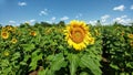 Sunflower Field - Kenosha, Wisconsin