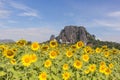 Sunflower field at Khao Jeen Lae