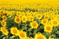 Sunflower field landscape. field of blooming sunflowers on a background sunset. Sunflower natural background Royalty Free Stock Photo