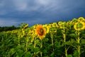 Sunflower Field Landscape. Field Of Blooming Sunflowers On A Background Sunset. Sunflower Natural Background,