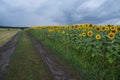 Sunflower Field Landscape. Field Of Blooming Sunflowers On A Background Sunset. Sunflower Natural Background,