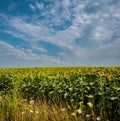 Sunflower landscape with flowers facing the sun Royalty Free Stock Photo