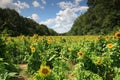 Sunflower Field Landscape Meadow Maryland Royalty Free Stock Photo