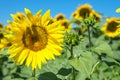 Sunflower field landscape, Sunflower seeds, bright yellow petals, green leaves. Beautiful sunflowers on background of blue sky. Royalty Free Stock Photo