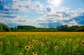 Sunflower field