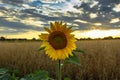 Sunflower field landscape in summer.Blooming yellow sunflower. Close-up of sunflower at sunset. Rural landscape cloudy blue sky. Royalty Free Stock Photo