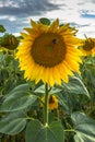 Sunflower field landscape in summer.Blooming yellow sunflowers. Close-up of sunflower at sunset. Rural landscape cloudy blue sky. Royalty Free Stock Photo