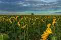 Sunflower field landscape in summer.Blooming yellow sunflowers. Close-up of sunflowers at sunset. Rural landscape cloudy blue sky Royalty Free Stock Photo