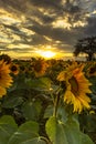 Sunflower field landscape in summer.Blooming yellow sunflowers with sun rays. Close-up of sunflowers at sunset. Rural landscape Royalty Free Stock Photo