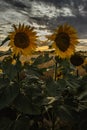 Sunflower field landscape in summer.Blooming yellow sunflowers with sun rays. Close-up of sunflowers at sunset. Rural landscape Royalty Free Stock Photo