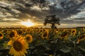 Sunflower field landscape in summer.Blooming yellow sunflowers with sun rays. Close-up of sunflowers at sunset. Rural landscape Royalty Free Stock Photo