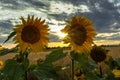 Sunflower field landscape in summer.Blooming yellow sunflowers with sun rays. Close-up of sunflowers at sunset. Rural landscape Royalty Free Stock Photo