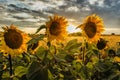 Sunflower field landscape in summer.Blooming yellow sunflowers with sun rays. Close-up of sunflowers at sunset. Rural landscape Royalty Free Stock Photo