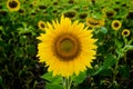 Sunflower field landscape sunflower, growth, fields, landscape, agriculture, background, beautiful, beauty, blue, clear Royalty Free Stock Photo