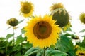 Sunflower field landscape sunflower, growth, fields, landscape, agriculture, background, beautiful, beauty, blue, clear Royalty Free Stock Photo