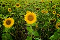 Sunflower field landscape sunflower, growth, fields, landscape, agriculture, background, beautiful, beauty, blue, clear Royalty Free Stock Photo