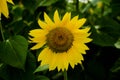 Sunflower field landscape sunflower, growth, fields, landscape, agriculture, background, beautiful, beauty, blue, clear Royalty Free Stock Photo