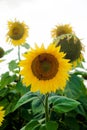 Sunflower field landscape sunflower, growth, fields, landscape, agriculture, background, beautiful, beauty, blue, clear Royalty Free Stock Photo