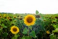 Sunflower field landscape sunflower, growth, fields, landscape, agriculture, background, beautiful, beauty, blue, clear Royalty Free Stock Photo