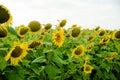 Sunflower field landscape sunflower, growth, fields, landscape, agriculture, background, beautiful, beauty, blue, clear Royalty Free Stock Photo