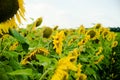Sunflower field landscape sunflower, growth, fields, landscape, agriculture, background, beautiful, beauty, blue, clear, closeup, Royalty Free Stock Photo