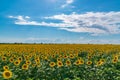 Sunflower field landscape. Sunflowers close under rainy clouds Royalty Free Stock Photo