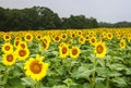 Maryland Sunflower Field McKee Beshers Maryland