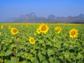 Sunflower field