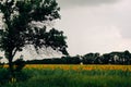 Sunflower field. A lot of yellow sunflower under a big tree on the background of green forest, tall grass and blue sky. Royalty Free Stock Photo