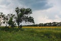 Sunflower field. A lot of yellow sunflower under a big tree on the background of green forest, tall grass and blue sky. Beautiful Royalty Free Stock Photo