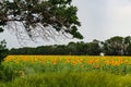 Sunflower field. A lot of yellow sunflower under a big tree on the background of green forest, tall grass and blue sky. Sunny Royalty Free Stock Photo