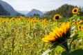 Sunflower in the field