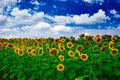 Sunflower Field