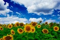 Sunflower Field