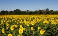 Sunflower Field McKee Beshers Maryland