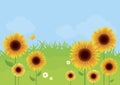 Sunflower meadow in the sunny day vector illustration