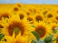 Sunflower field in mid August