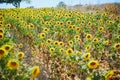 Sunflower field in the middle of July near Valensole, France Royalty Free Stock Photo