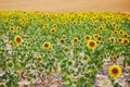 Sunflower field in the middle of July near Valensole, France Royalty Free Stock Photo