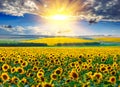 Sunflower field at the morning Royalty Free Stock Photo